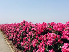 -上海滨江森林公园