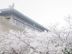 -武汉大学-樱园