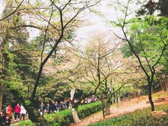 -武汉大学-樱园