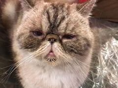 -猫色咖啡·猫咖