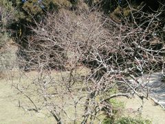 -庐山风景区花径公园