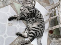 -喵屿·大理花园猫咖