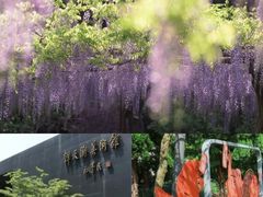 -嘉定紫藤园