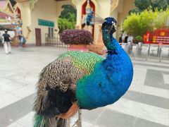 -西双版纳勐泐文化旅游区