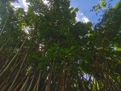 -东莞植物园