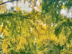 -三里屯东五街银杏大道