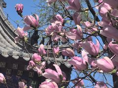 -护国法轮寺