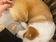 -浣熊柯尔鸭土拨鼠·电玩咖