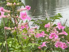 -四海公园(南山区)