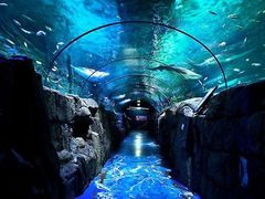 -悉尼海洋生物水族馆