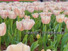 -花博汇(知音花月夜)