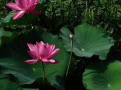 -扬州大运河文化旅游度假区·盆景园