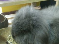 -志龙皇冠吃货椰子铺