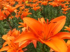 -素满香·素食自助餐(西安·民乐园店)