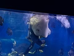 -重庆欢乐海底世界