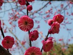-杭州植物园