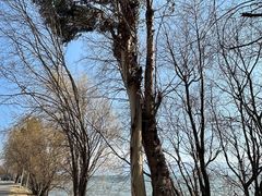 -洱海月湿地公园