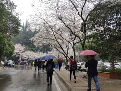 -武汉大学-樱园