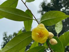-金花茶公园