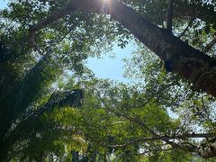-中国科学院西双版纳热带植物园