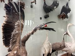 -国家自然博物馆