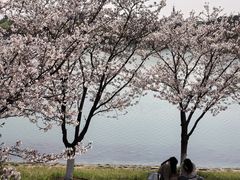 -羊山湖公园