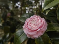 -中国科学院华南植物园
