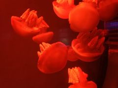 -福州罗源湾海洋世界旅游区
