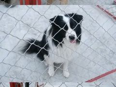 -宠物寄养训练学校