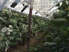 -马陆小张葡萄园农家乐