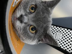 -派特宠物医院(圆融广场店)