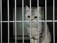 -汪喵宠物医院·骨科心脏影像·犬猫急重症ICU诊疗中心(成华分院)