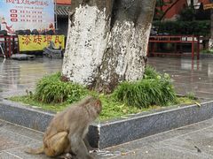 -黔灵山公园