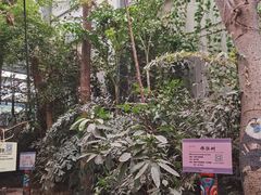-呀路古热带植物园