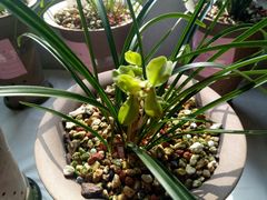 -泰州凤城河风景区-泰山公园