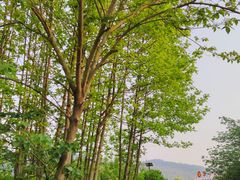 -石塘人家