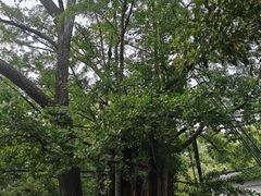 -西湖风景区十里琅珰-五云山