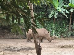 -普洱太阳河森林公园