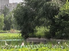 -莲花池公园