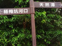 -杨梅坑