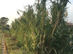 -伦教678文化街