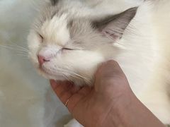 -阿信厚吐司(曾厝垵店)