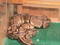 -上海大自然野生昆虫馆