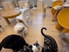 -有喵·猫咖·狗咖·30几只猫10只小狗(岗厦店)