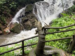 -莫里热带雨林景区