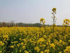 -兰陵国家农业公园