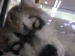 -乐宠宠物店(世纪金源店)