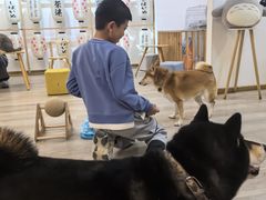 -柴迷FANS CLUB·柴犬狗咖·猫咖