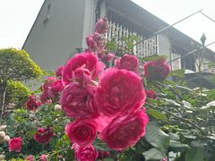 -同济新村