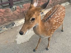 -清迈夜间动物园